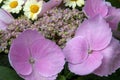 Close-up of pink flowers and buds of a hydrangea macrophylla Royalty Free Stock Photo