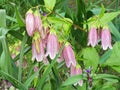 Close up of pink flowers of campanula punctata