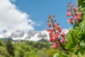 Close-up of pink flowers of a chestnut tree Royalty Free Stock Photo