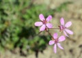 Pink flowers of Erodium in the spring sunshine