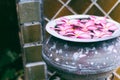 Close-up pink flowers floating in old basin. Royalty Free Stock Photo