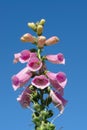 A close up of pink flowers of foxglove (Digitalis purpurea)