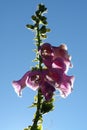 A close up of pink flowers of foxglove Digitalis purpurea against the sky Royalty Free Stock Photo