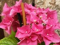 Close up of pink flowers of hydrangea macrophyll or hydrangea ardorescens Royalty Free Stock Photo