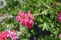 Closeup of pink flowers of ivy leaved geranium Royalty Free Stock Photo