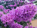 Close up of pink flowers, leaves and anthers on the branches of a great boungainvillea - Bougainvillea Spectabilis. Becici, Monten Royalty Free Stock Photo