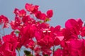 Close-up of the pink flowers of the Bougainvillea Royalty Free Stock Photo