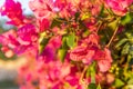 Close-up of the pink flowers of the Mediterranean plant Bougainvillea Royalty Free Stock Photo