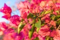 Close-up of the pink flowers of the Mediterranean plant Bougainvillea Royalty Free Stock Photo