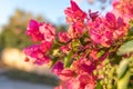 Close-up of the pink flowers of the Mediterranean plant Bougainvillea Royalty Free Stock Photo