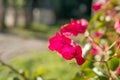 Close-up of the pink flowers of the Mediterranean plant Bougainvillea Royalty Free Stock Photo