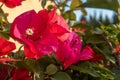 Close-up of the pink flowers of the Mediterranean plant Bougainvillea Royalty Free Stock Photo