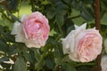 Close-up of the pink flowers of a \'Pierre de Ronsard\' rose in a garden Royalty Free Stock Photo