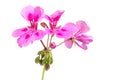 close up pink flowers of rose geranium isolated on a white background Royalty Free Stock Photo