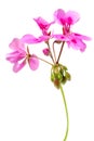 close up pink flowers of rose geranium isolated on a white background Royalty Free Stock Photo