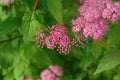 A close up of pink flowers of Spiraea japonica Japanese meadowsweet or Japanese spiraea