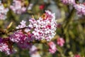 Close-up of the pink flowers of a viburnum tree Royalty Free Stock Photo