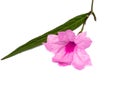 Close up Pink flowers of Waterkanon plant