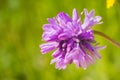 Close up of pink Forktooth ookow Dichelostemma congestum blooming in Stebbins Cold Canyon, Napa Valley, California