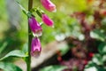 Close up of pink foxglove flowers blooming in summer garden. Digitalis in blossom. Floral background Royalty Free Stock Photo