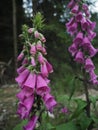 Close up pink foxgloves in forest