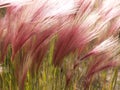 Close-up of pink foxtail grass in Yukon Territory.