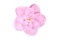 Close up pink frangipani flower isolated on white Royalty Free Stock Photo