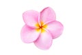 Close up pink frangipani flower isolated on white