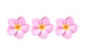 Close up pink frangipani flower isolated on white Royalty Free Stock Photo