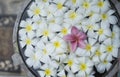 Close up of pink franjipani plumeria flower floating among white flower on water in wooden basin at thai spa,selective focus Royalty Free Stock Photo