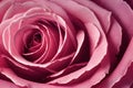 Close-up of a pink fresh rose button.