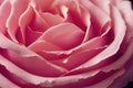 Close-up of a pink fresh rose button.