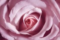 Close-up of a pink fresh rose button.