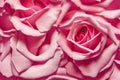 Close-up of a pink fresh rose button.