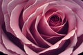 Close-up of a pink fresh rose button.