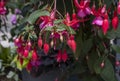 Pink Fuchsia in a Hanging Planter Royalty Free Stock Photo