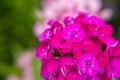 Close-up of a pink garden carnation. Macro photo of summer flowers Royalty Free Stock Photo