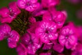 Close-up of a pink garden carnation. Macro photo of summer flowers Royalty Free Stock Photo