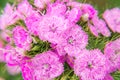 Close-up of a pink garden carnation. Macro photo of summer flowers Royalty Free Stock Photo