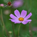 Close up of pink garden cosmos or mexican aster