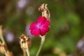 A close up of pink geranium against blurred background Royalty Free Stock Photo