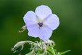 Pink geranium flower in bloom Royalty Free Stock Photo