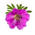 Close-up of pink geranium flower isolated on white background Royalty Free Stock Photo