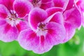 Close-up of pink geranium flowers on a green background. Royalty Free Stock Photo