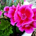 Close up on pink geraniums flower pedals Royalty Free Stock Photo