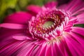 Close up of a pink gerbear  flower Royalty Free Stock Photo