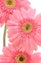 Close up of pink gerber daisies Royalty Free Stock Photo