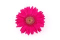 Close up of pink gerber daisy Royalty Free Stock Photo