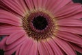 Close up of a pink Gerber Daisy and disk Royalty Free Stock Photo