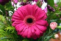 Close Up of a Pink Gerber Daisy In a Flower Boquet Royalty Free Stock Photo